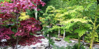 Il giardino roccioso 797 0 100 Il giardino roccioso